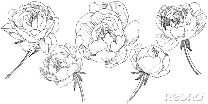 Sticker Blumen an langen Stielen schwarz-weiß Skizzen