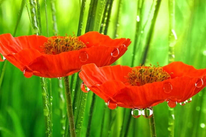 Sticker Blumen mit Wassertropfen