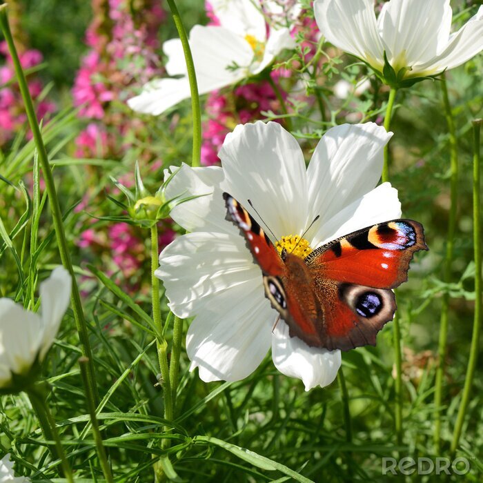 Sticker Blumen und Schmetterlinge auf einer Wiese