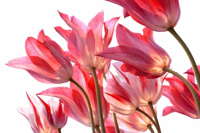 Sticker Blumen von unten gesehen