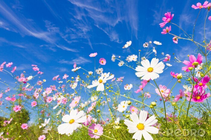 Sticker Blumenfeld gegen den Himmel