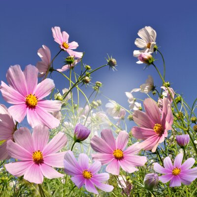 Fototapete Blumenwiese bunt