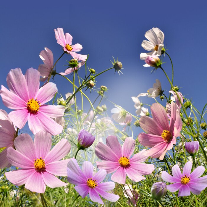 Sticker Blumenwiese bunt