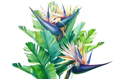 Sticker Bouquet of tropical strelitzia flowers on a white background, watercolor illustration