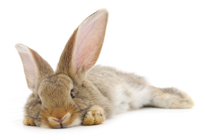 Sticker Brauner Hase auf weißem Hintergrund