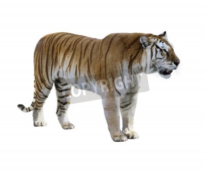 Sticker Brauner tiger auf hellem hintergrund