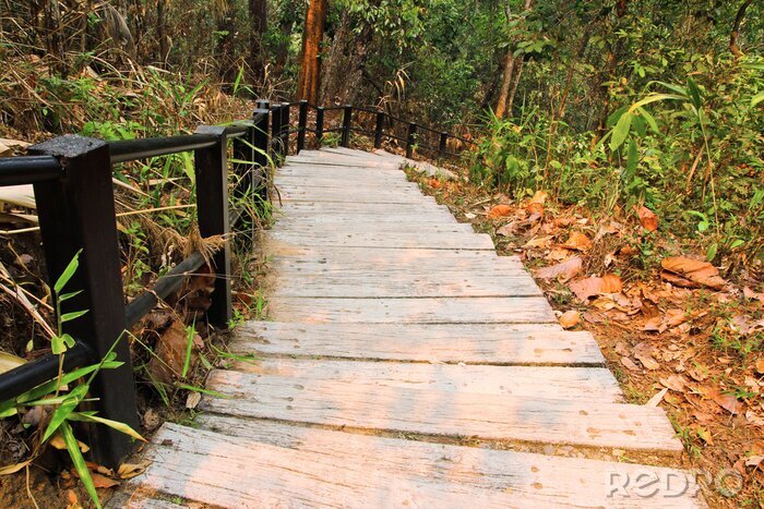 Sticker Bretter im Urwald