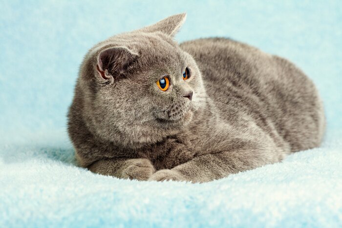 Sticker Britische Katze auf einer Decke