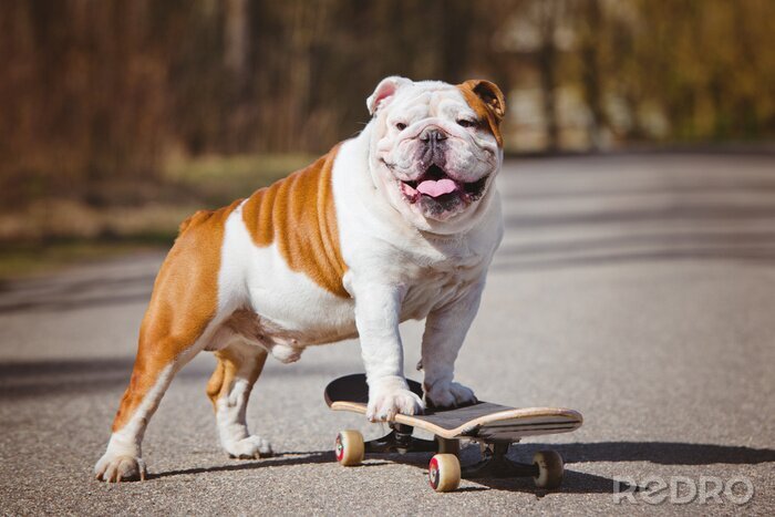 Sticker Bulldogge Hund auf Skateboard