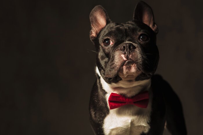 Sticker Bulldogge mit aufgerichteten Ohren in roter Fliege