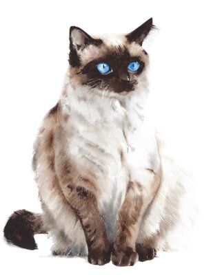 Sticker Cat sitting Siamese breed snow shoe stretching pet watercolor painting illustration isolated on white background