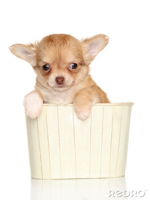 Sticker Chihuahua in einem Holzkorb