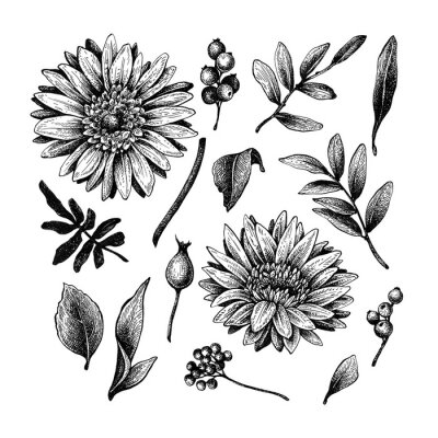 Sticker Chrysanthemums, berries and leaves. Graphic floral elements. Hand drawn ink and feather drawing.