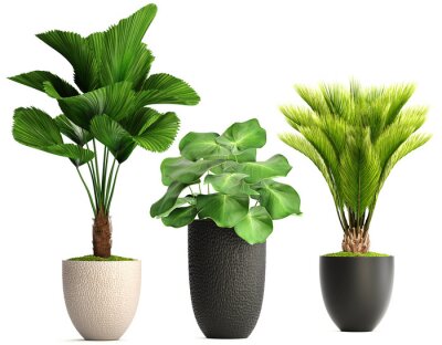 Sticker collection of ornamental plants in pots	