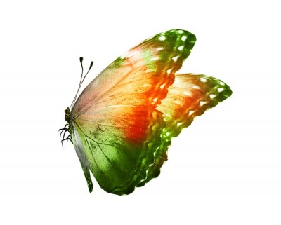 Sticker Color butterfly , isolated on white background