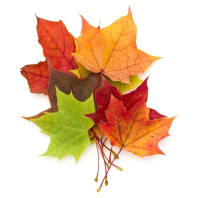 Sticker colorful autumn maple leaf isolated on white background