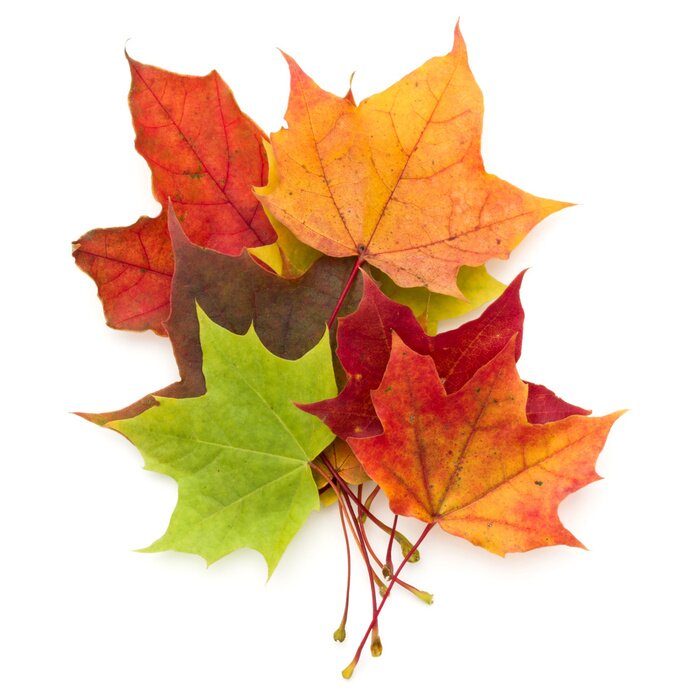 Sticker colorful autumn maple leaf isolated on white background