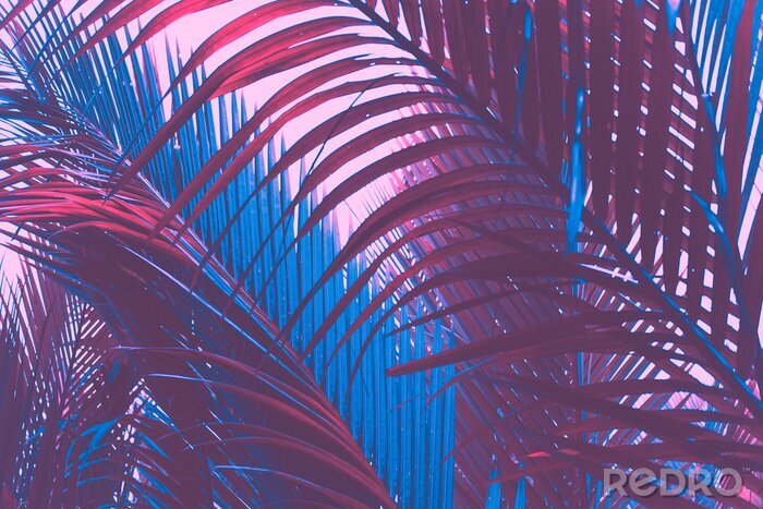 Sticker Copy space pink tropical palm tree on sky abstract background. Summer vacation and nature travel adventure concept.