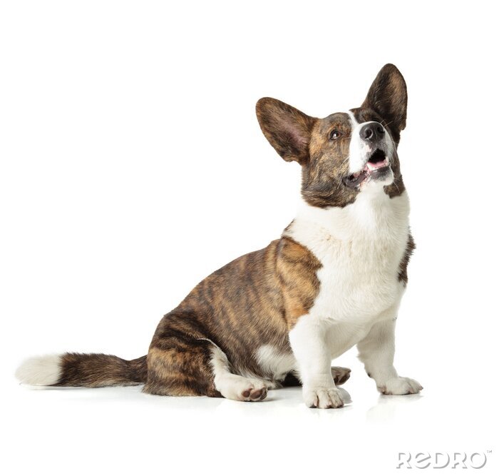 Sticker Corgi-Hunde mit leicht geöffneter Schnauze