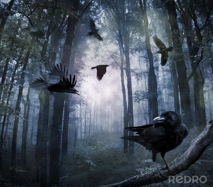 Sticker Crows im Wald