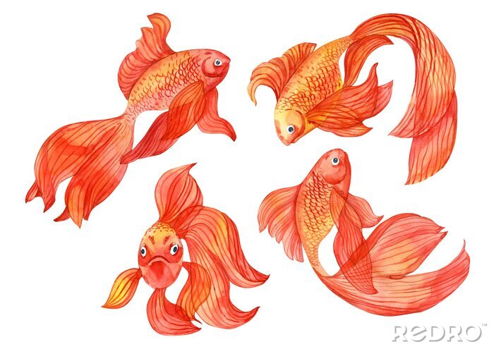 Sticker Dekorative Schleierfische in orangefarbenen Tönen