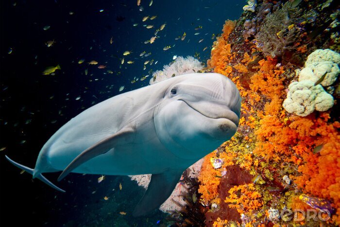 Sticker Delfin auf einem Korallenriff Hintergrund