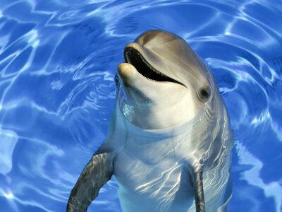 Sticker Delfin  der seinen Kopf aus dem Wasser streckt