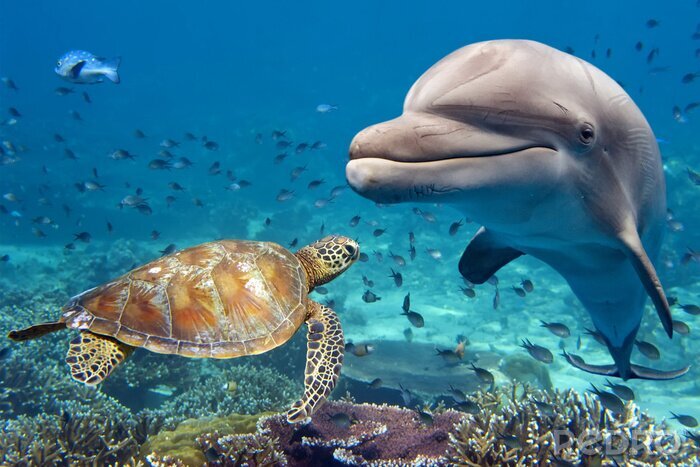 Sticker Delfin Meeresschildkröte und Korallenriff
