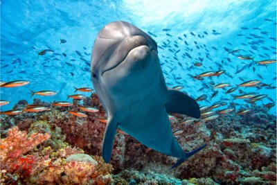 Delfin und Korallenriff