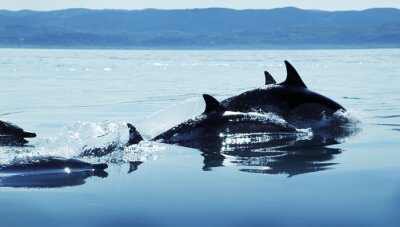 Sticker Delfine  die aus dem Wasser auftauchen