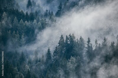 Dense morning fog in alpine landscape with fir trees and mountains. 