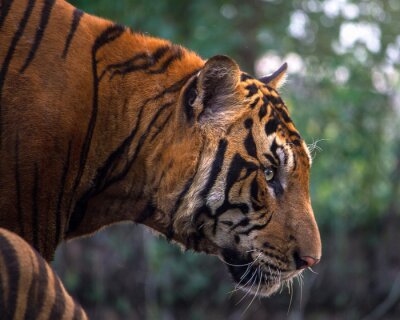 Der bengalische tiger im wald