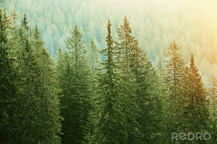 Sticker Dichter Nadelwald