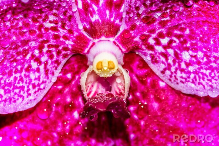 Sticker Die Mitte einer rosa Orchidee