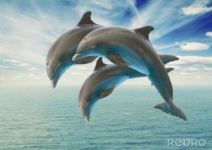 Sticker Drei Delfine über dem Wasser