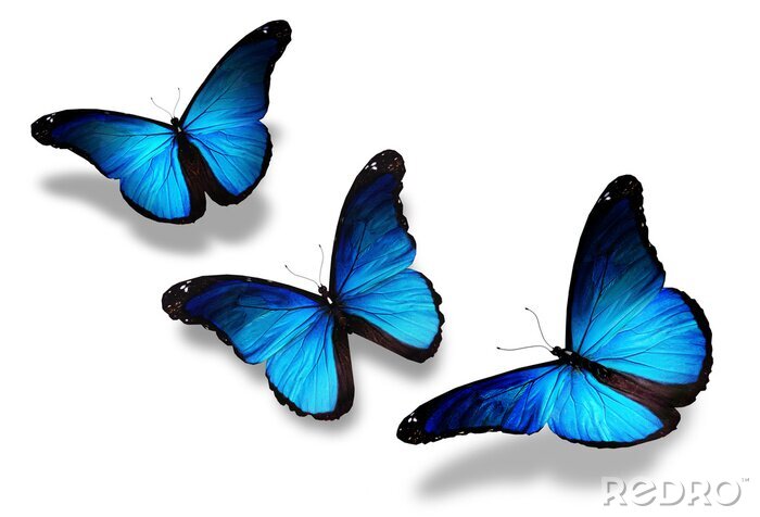 Sticker Drei dunkelblaue Schmetterlinge