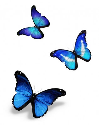 Drei fliegende Schmetterlinge