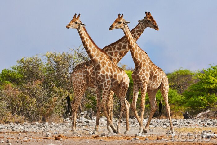 Sticker Drei Giraffen im National Park