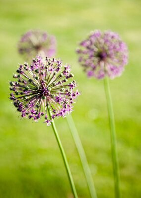 Sticker Drei lila Blumen auf einem grünen Hintergrund