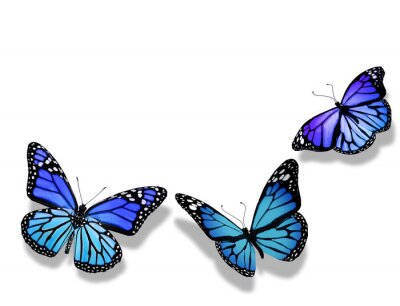 Drei lila Schmetterlinge