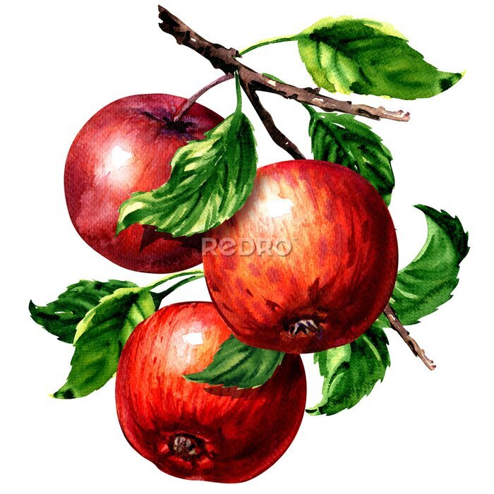 Sticker Drei rote Äpfel