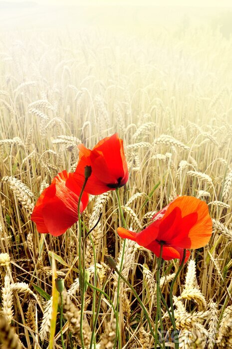 Sticker Drei rote Mohnblumen vor reifem Getreide