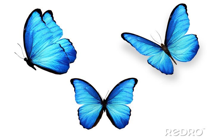 Sticker Drei Schmetterlinge mit hellblauen Flügeln
