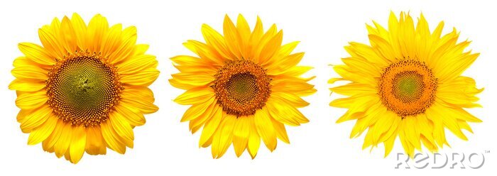 Sticker Drei Sonnenblumen nebeneinander
