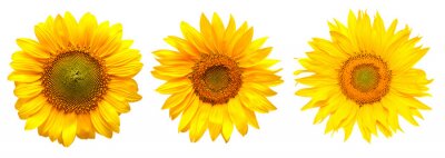 Sticker Drei Sonnenblumen nebeneinander