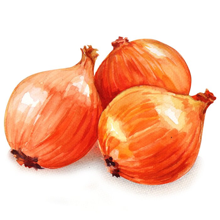 Sticker Drei Zwiebeln in Aquarell gemalt
