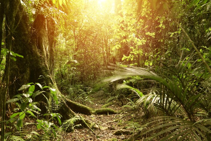 Sticker Dschungel in Sonnenstrahlen