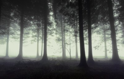 Sticker düsterer Wald mit Nebel