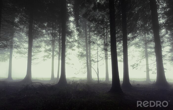 Sticker düsterer Wald mit Nebel