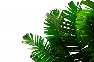 Sticker Dunkelgrüne Bananenblätter auf weißem Hintergrund, botanisches Muster